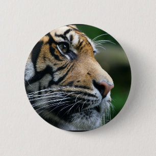Gorgeous Bengal Tiger Face 2 Inch Round Button