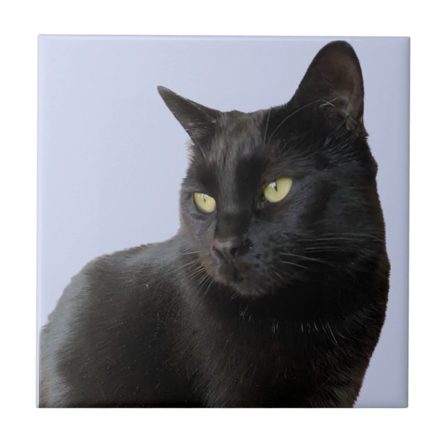 Gorgeous Black Cat Tile (Front)