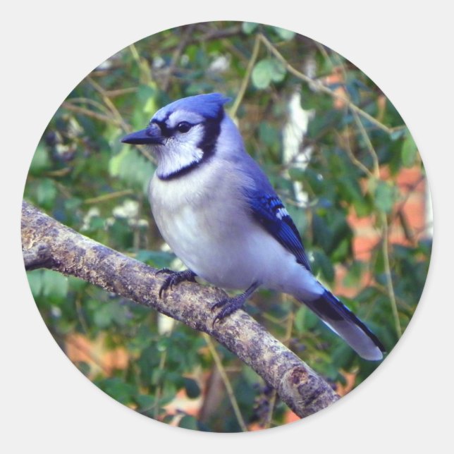 Gorgeous Blue Jay Classic Round Sticker (Front)