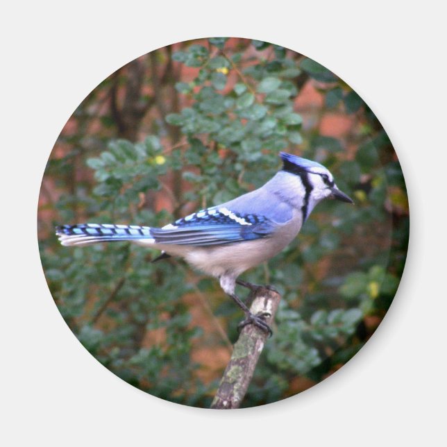 Gorgeous Blue Jay Magnet (Front)
