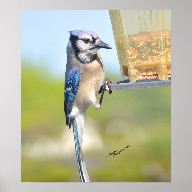 Gorgeous Blue Jay Poster or Print (Front)