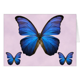 Gorgeous Blue Morpho Butterfly