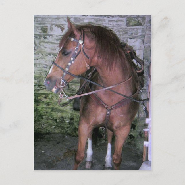 Gorgeous Brown Horse Postcard (Front)