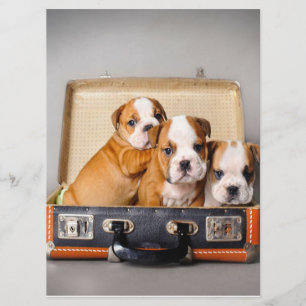 Gorgeous Bulldog Puppies Dog Lover Menu
