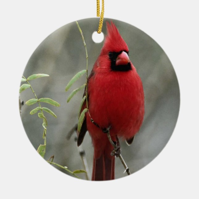 Gorgeous Cardinal Photo-  Ornament (Front)