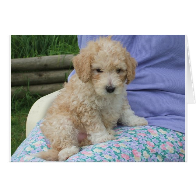 Gorgeous cavapoo puppy looking your way, isolated (Front Horizontal)