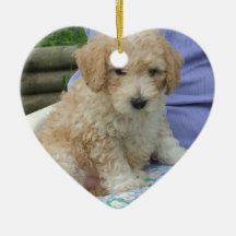 Gorgeous cavapoo puppy looking your way, isolated