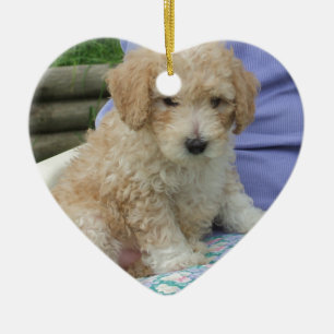Gorgeous cavapoo puppy looking your way, isolated ceramic ornament