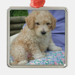 Gorgeous cavapoo puppy looking your way, isolated metal ornament