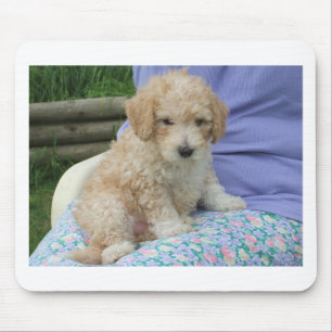 Gorgeous cavapoo puppy looking your way, isolated mouse pad
