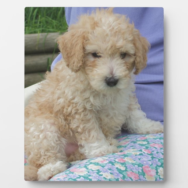 Gorgeous cavapoo puppy looking your way, isolated plaque (Front)