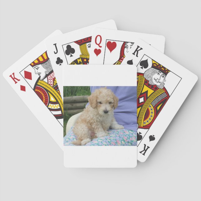 Gorgeous cavapoo puppy looking your way, isolated playing cards (Back)