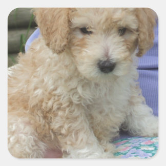 Gorgeous cavapoo puppy looking your way, isolated square sticker