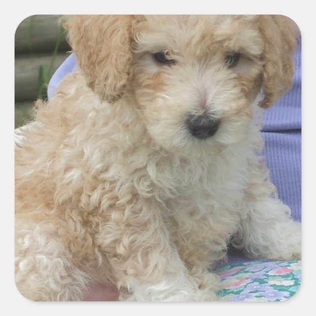 Gorgeous cavapoo puppy looking your way, isolated square sticker (Front)