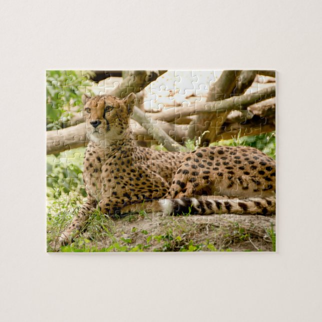 Gorgeous Cheetah Beautiful Cat Photo Jigsaw Puzzle (Horizontal)