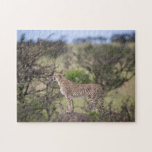 Gorgeous Cheetah Beautiful Cat Photo Jigsaw Puzzle