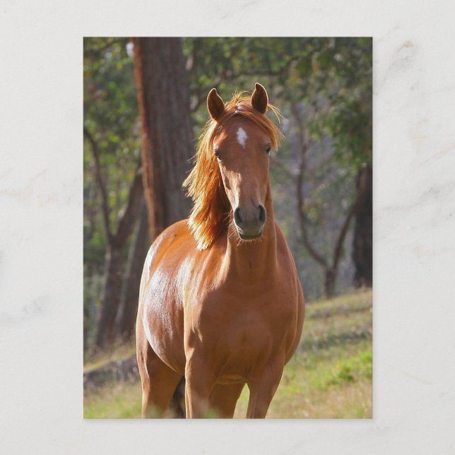 Gorgeous Chestnut Brown Horse in Field Postcard (Front)
