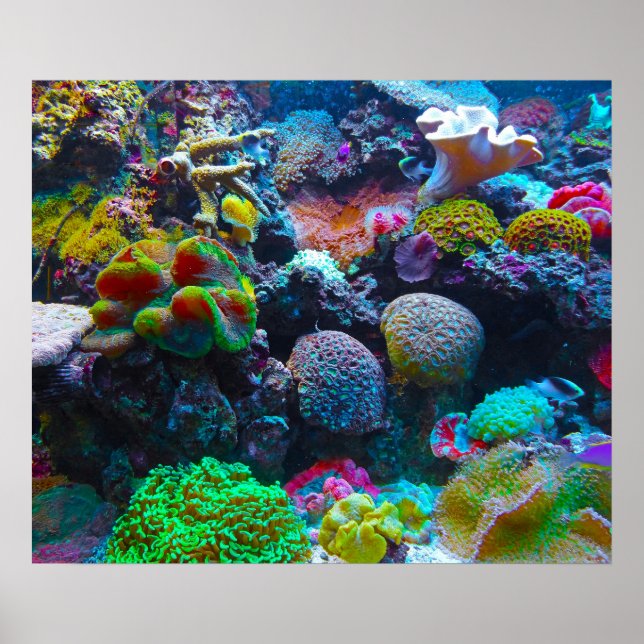 Gorgeous Coral Reef Poster (Front)