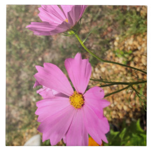 Gorgeous Cosmo Flowers Summer Bloom Tile