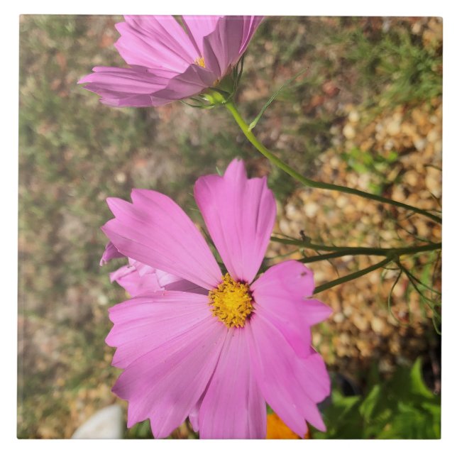 Gorgeous Cosmo Flowers Summer Bloom Tile (Front)