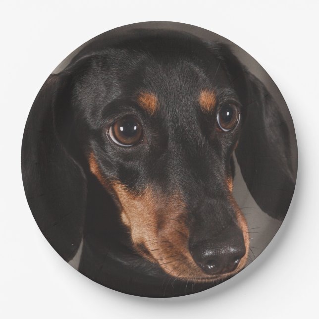 Gorgeous dachshund portrait paper plate (Front)