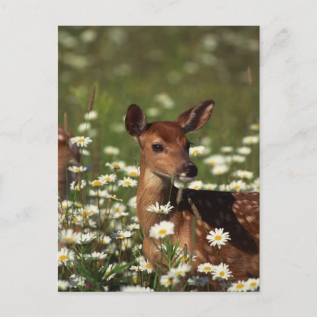 Gorgeous Fawn Postcard (Front)