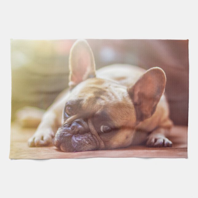 Gorgeous french bulldog lying down kitchen towel (Horizontal)