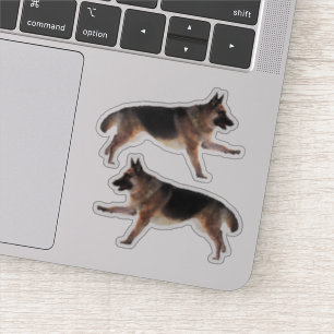 Gorgeous German Shepherd