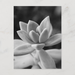 Gorgeous Ghost Plant Succulent Postcard