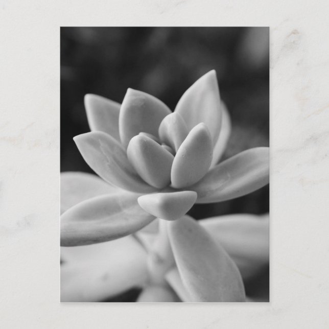 Gorgeous Ghost Plant Succulent Postcard (Front)
