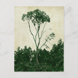 Gorgeous green tree postcard