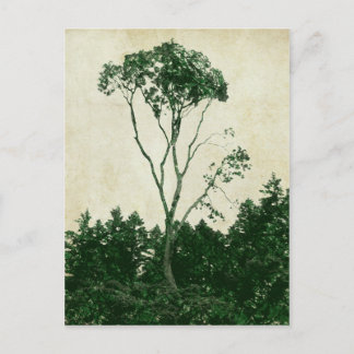Gorgeous green tree postcard
