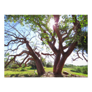 Gorgeous Gumbo Limbo Trees Sun Print