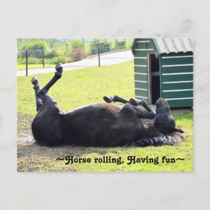 Gorgeous Horse rolling Postcard