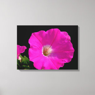 Gorgeous hot pink petunia flower in black canvas print