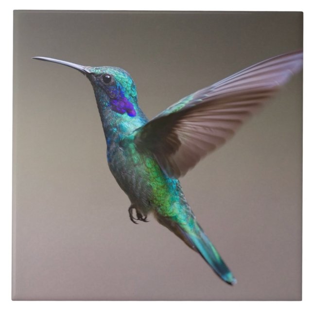 Gorgeous hummingbird in flight tile (Front)