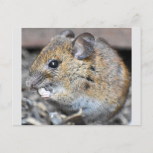 Gorgeous Little Mouse  Postcard