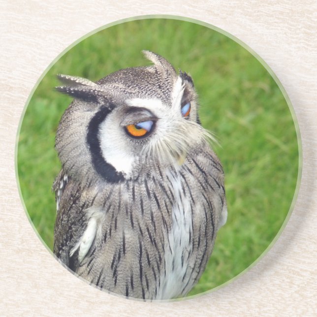 Gorgeous Little Owl Coaster (Front)