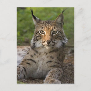 gorgeous lynx resting postcard