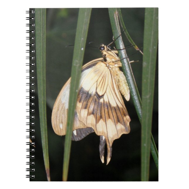Gorgeous Moth Notebook (Front)