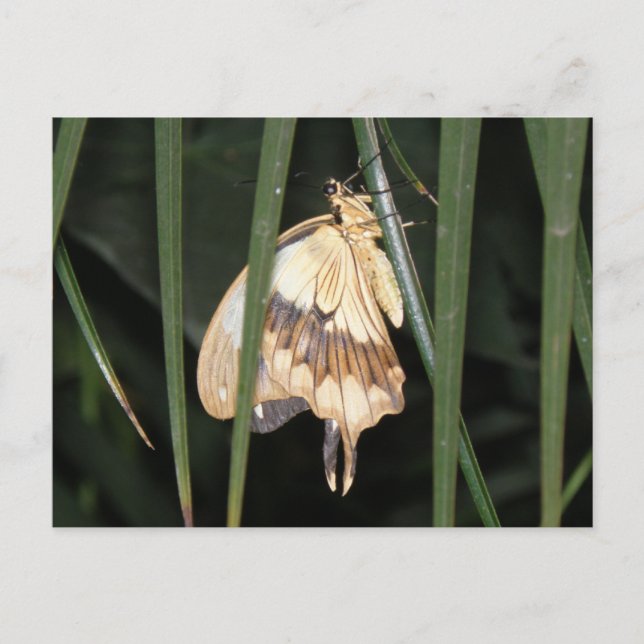 Gorgeous Moth Postcard (Front)