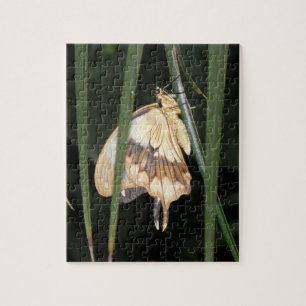 Gorgeous Moth Puzzle