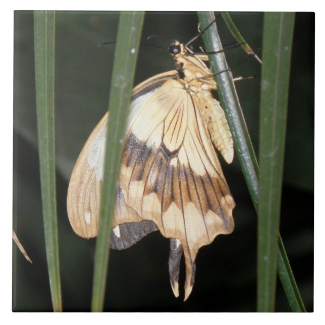 Gorgeous Moth Tile (Front)