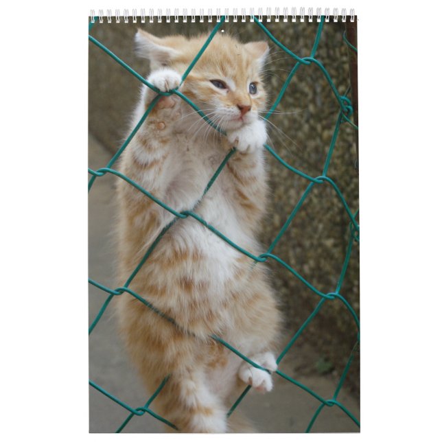 Gorgeous Orange Cats 2023 Calendar (Cover)