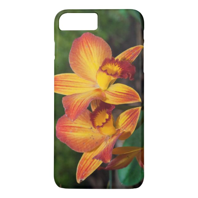 Gorgeous Orange Yellow Rhyncattleanthe Orchid Case-Mate iPhone Case (Back)