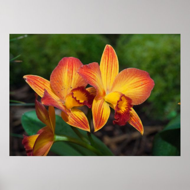 Gorgeous Orange Yellow Rhyncattleanthe Orchid Poster (Front)