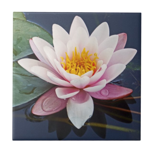 GORGEOUS PALE-PINK LOTUS BLOSSOM WITH WATER DROPS TILE (Front)