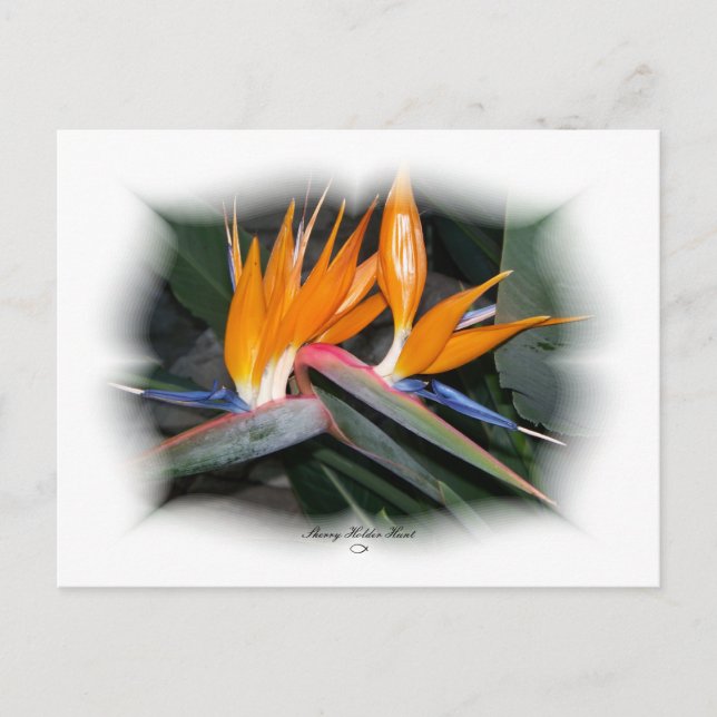 Gorgeous Petals 29 Postcard (Front)