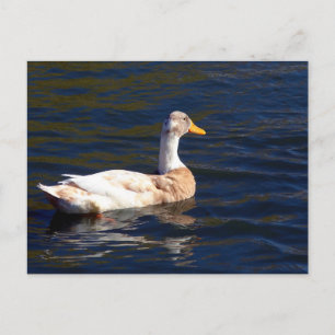Gorgeous Pied Duck Postcard