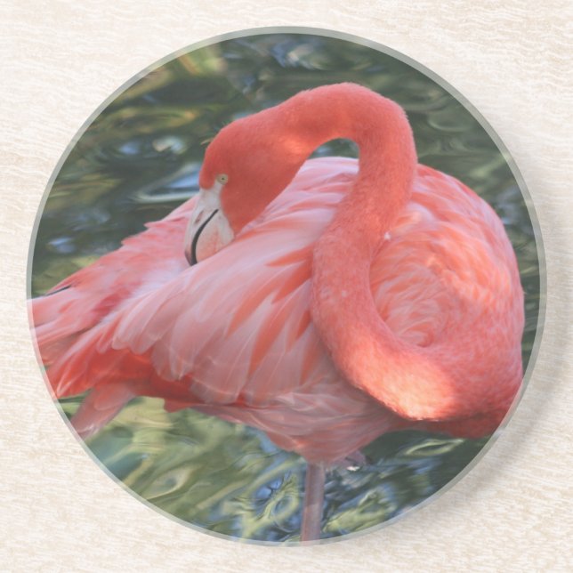 Gorgeous Pink Flamingo Coasters (Front)